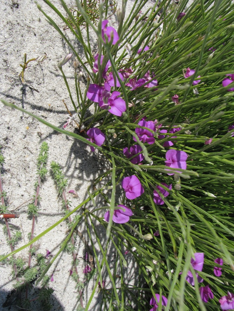 Amphithalea biovulata photo 3