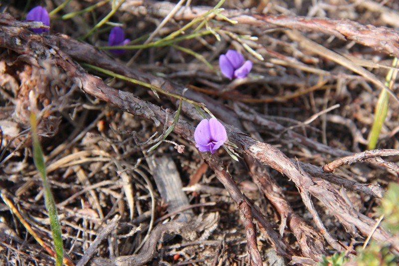 Amphithalea biovulata photo 5