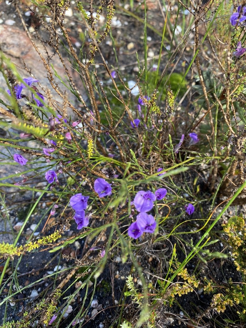 Amphithalea biovulata photo 6