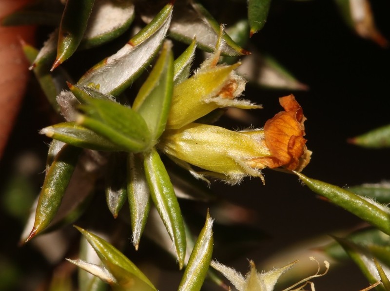 Amphithalea bowiei photo 2