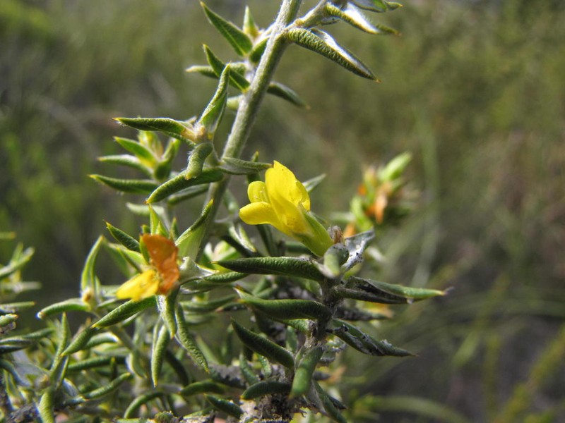 Amphithalea bowiei photo 3