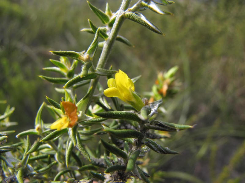 Amphithalea bowiei photo 5