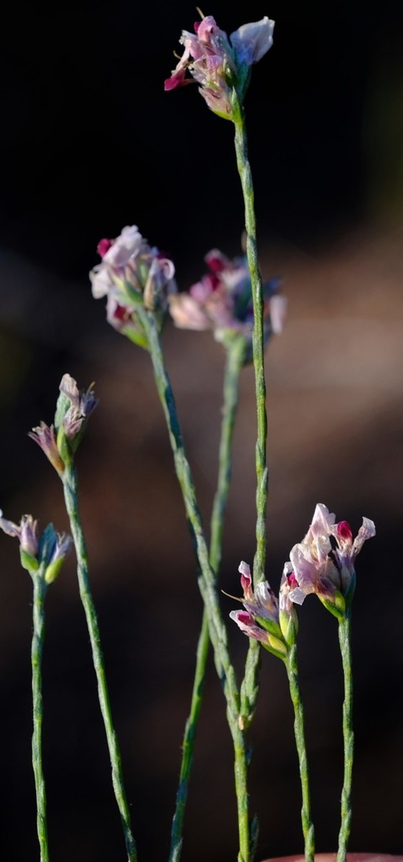 Amphithalea cedarbergensis