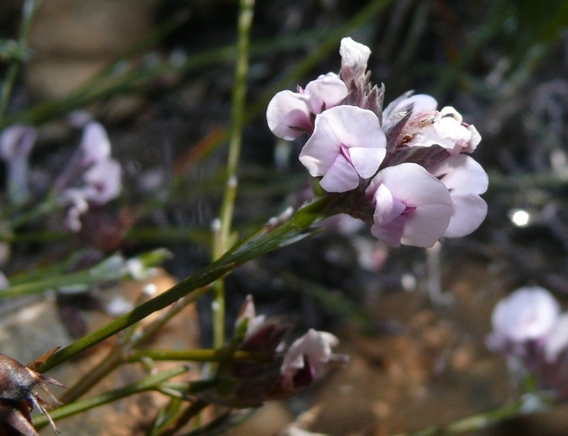 Amphithalea cedarbergensis photo 3