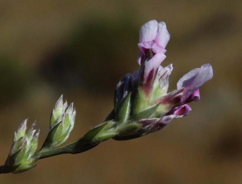 Amphithalea cedarbergensis photo 4