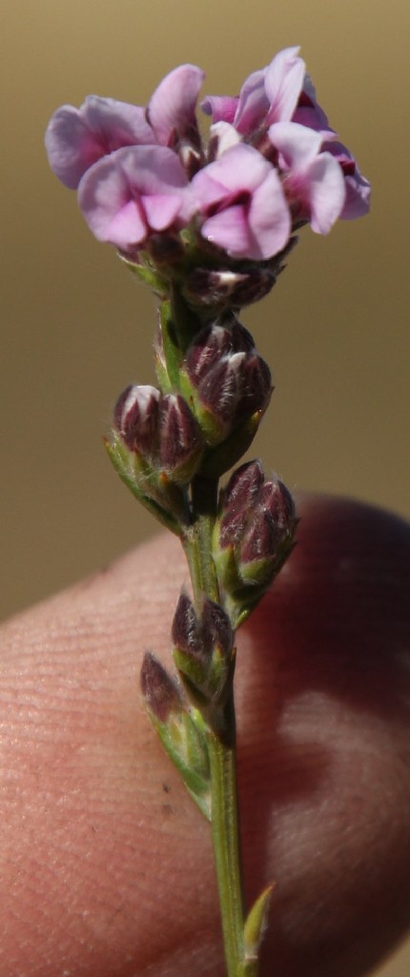 Amphithalea cedarbergensis photo 5