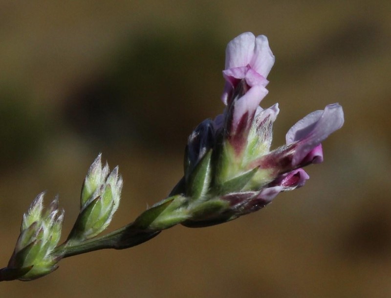 Amphithalea cedarbergensis photo 8