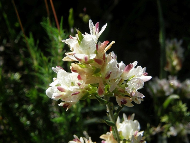 Amphithalea ciliaris