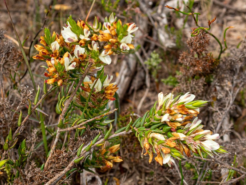 Amphithalea ciliaris photo 2