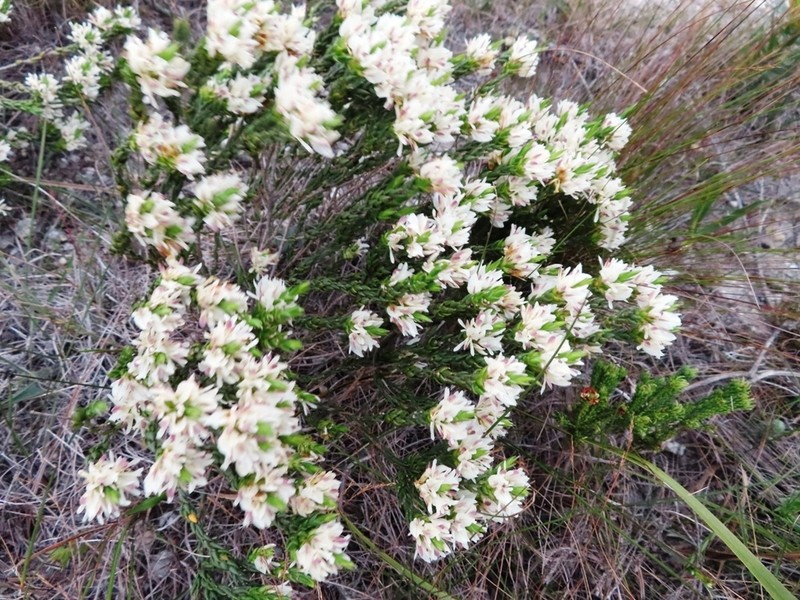 Amphithalea ciliaris photo 3