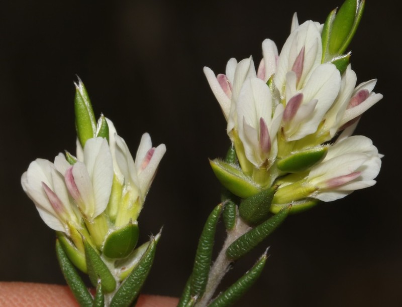 Amphithalea ciliaris photo 4