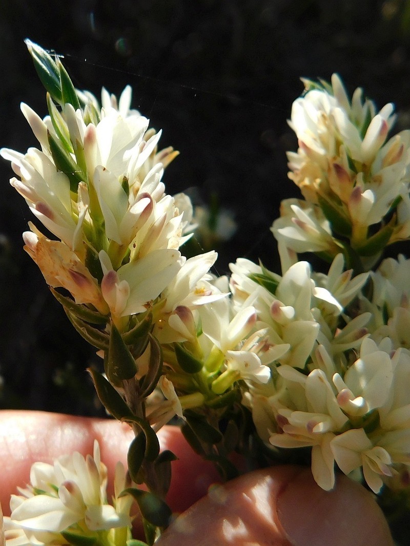 Amphithalea ciliaris photo 5