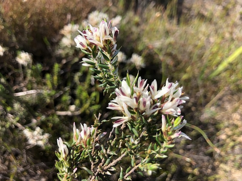 Amphithalea ciliaris photo 6