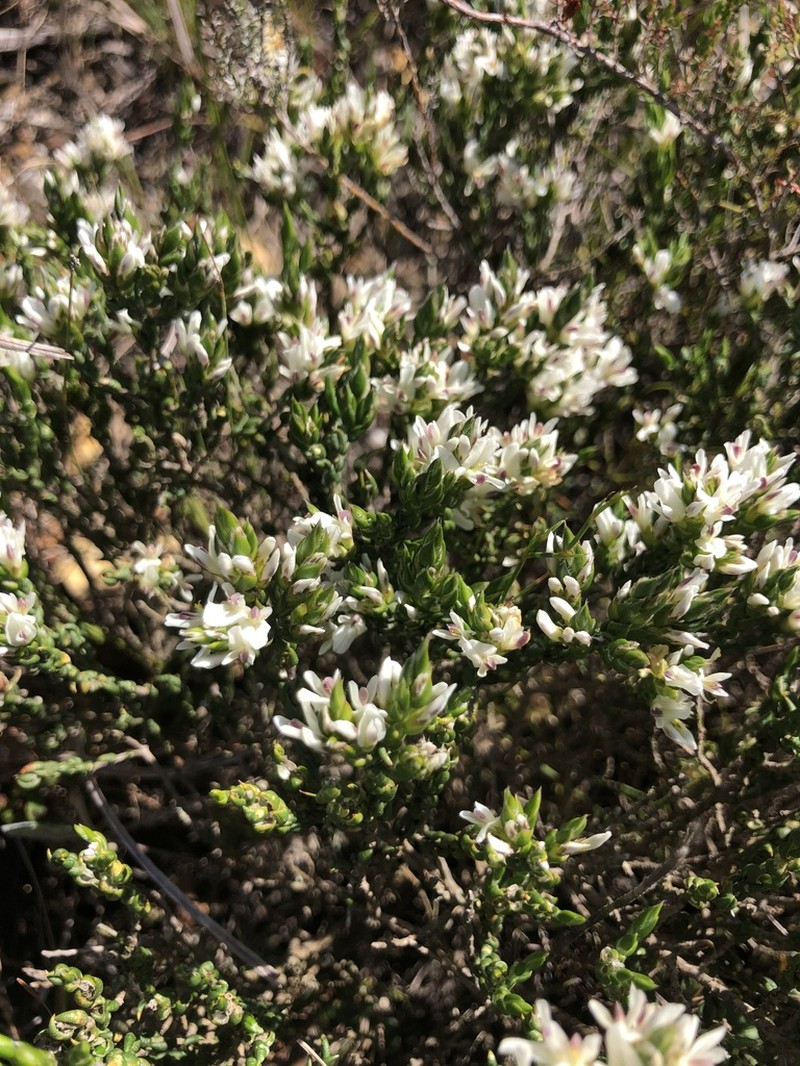 Amphithalea ciliaris photo 8