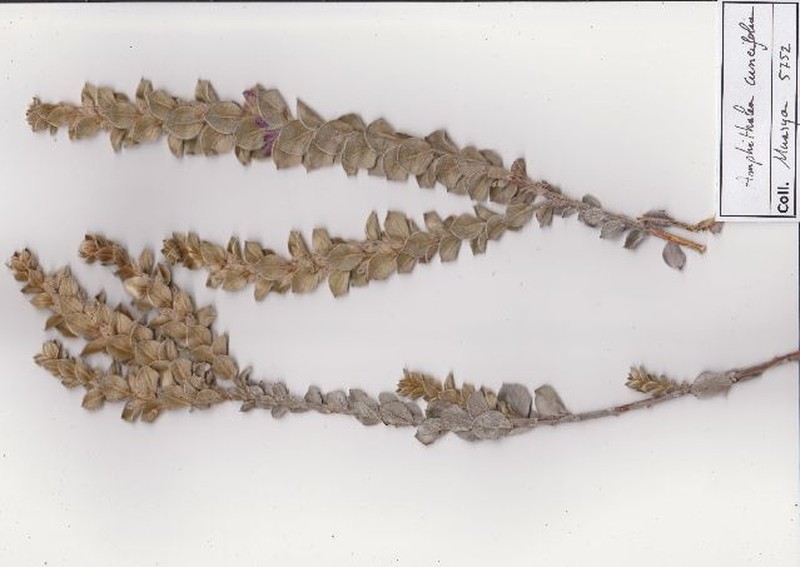 Amphithalea cuneifolia