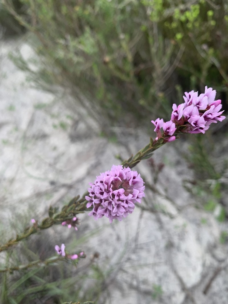Amphithalea ericifolia photo 2