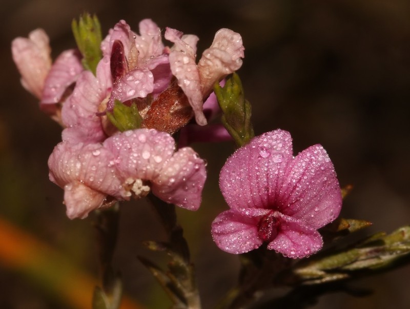 Amphithalea ericifolia photo 3