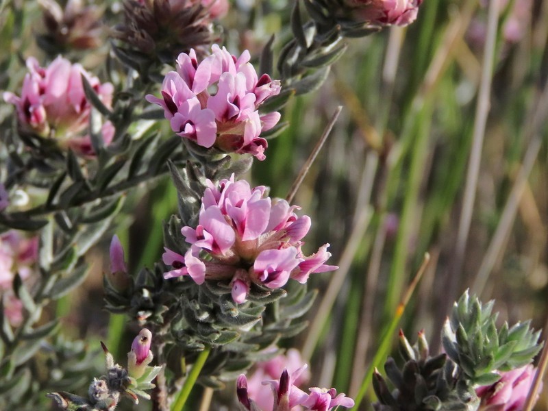 Amphithalea ericifolia photo 4