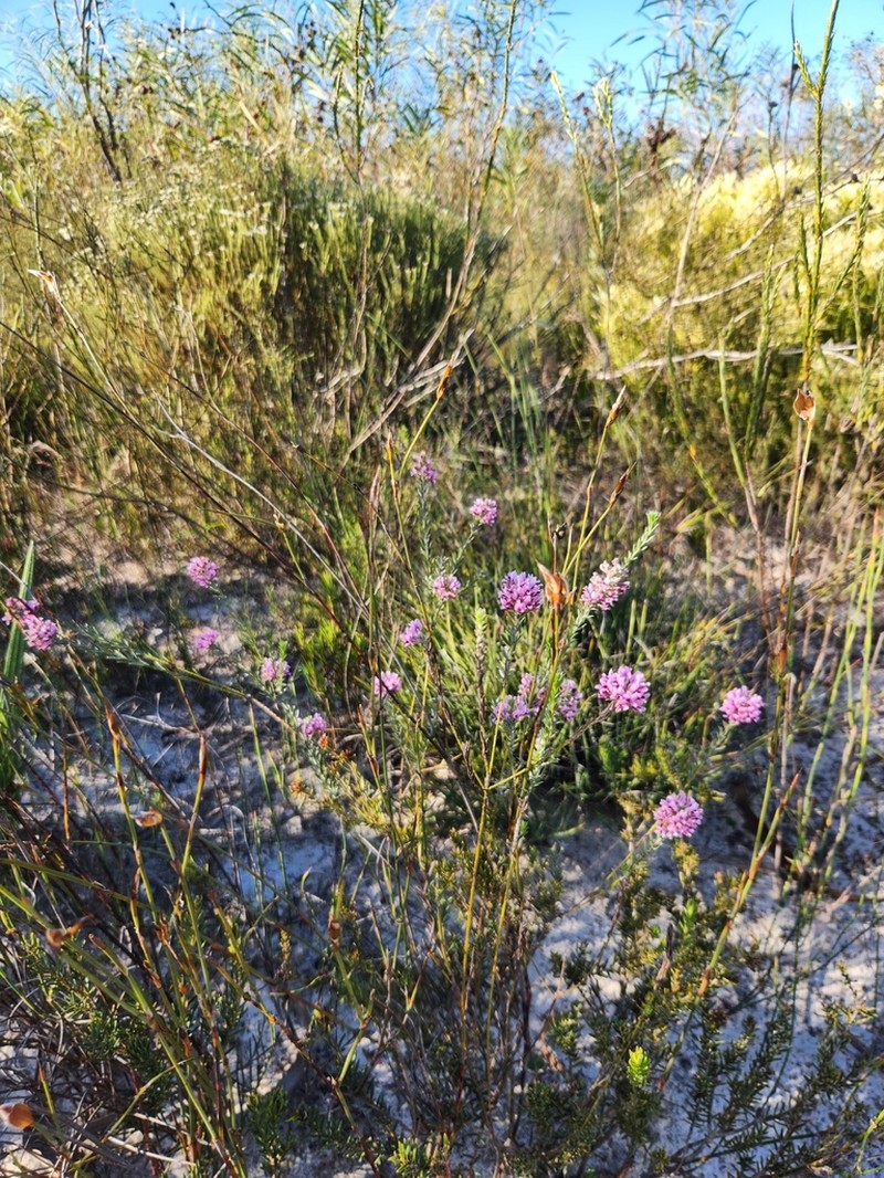 Amphithalea ericifolia photo 5