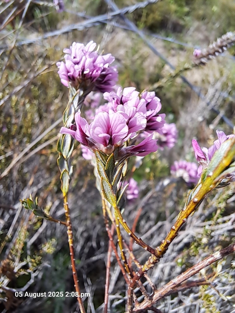 Amphithalea ericifolia photo 6