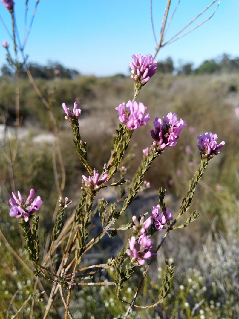 Amphithalea ericifolia photo 7