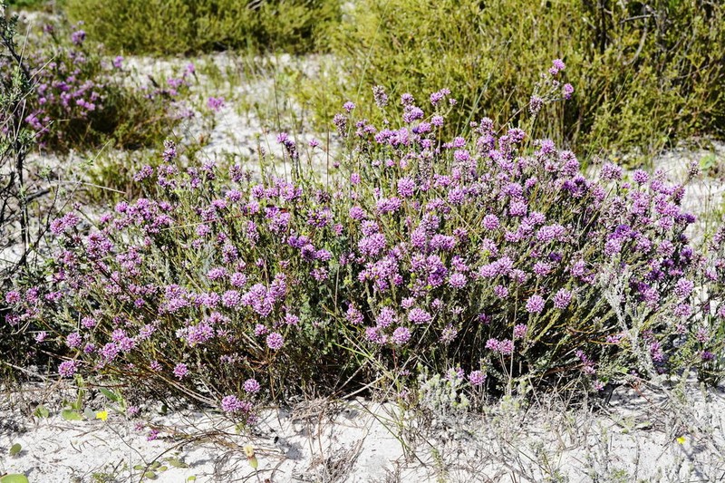 Amphithalea ericifolia photo 8
