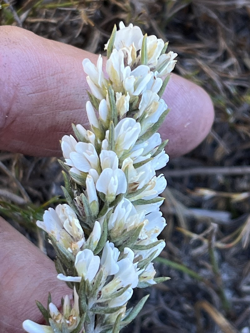 Amphithalea ericifolia subsp. ericifolia