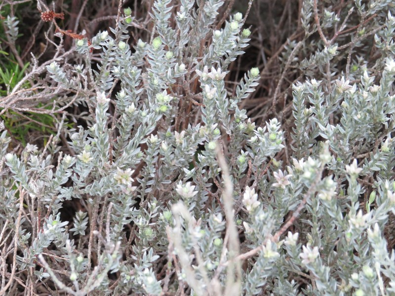 Amphithalea ericifolia subsp. ericifolia photo 2