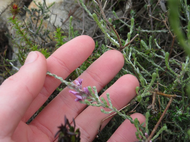 Amphithalea ericifolia subsp. ericifolia photo 3