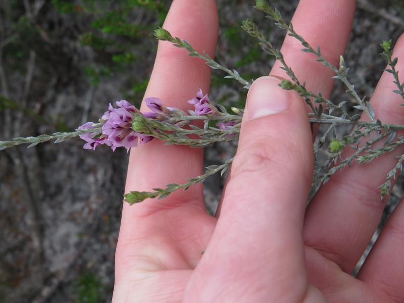 Amphithalea ericifolia subsp. ericifolia photo 4