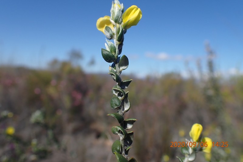 Amphithalea flava photo 2