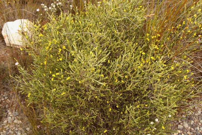 Amphithalea flava photo 3