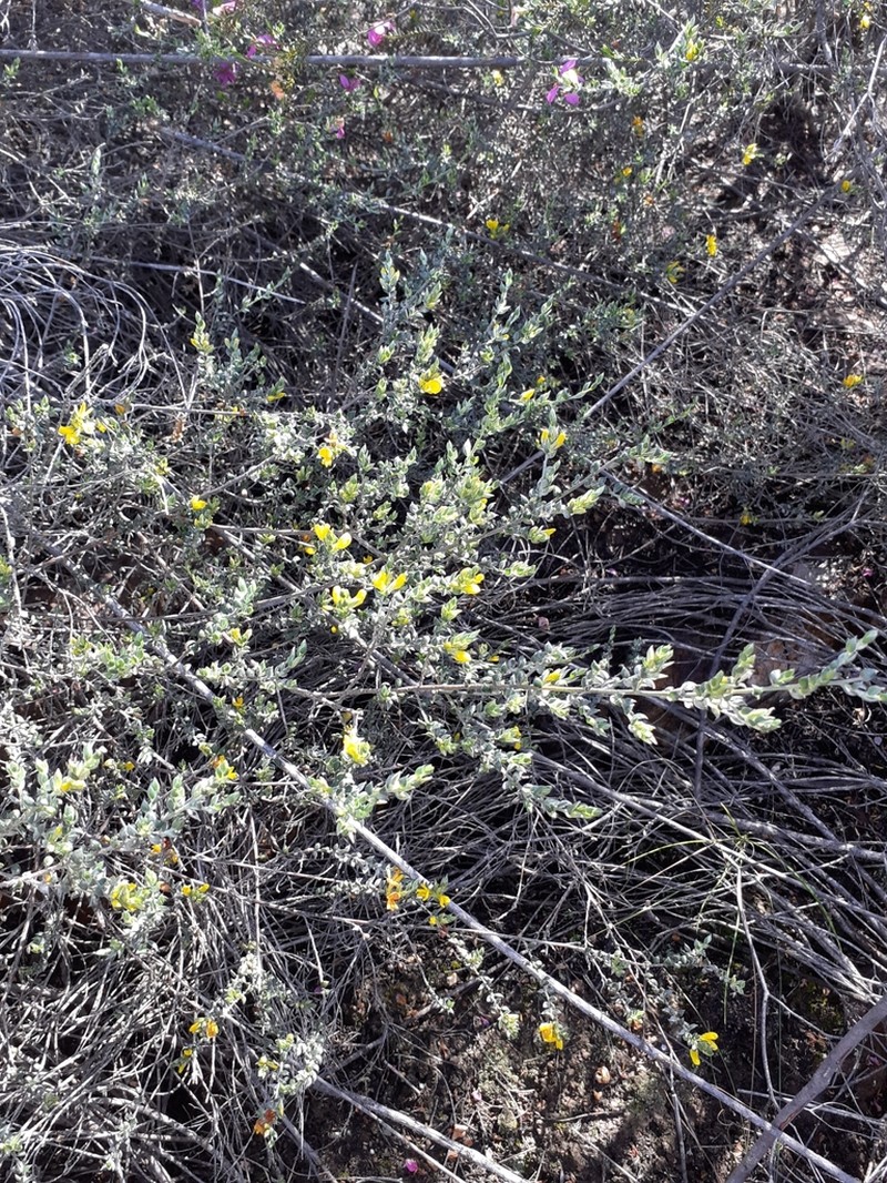 Amphithalea flava photo 4
