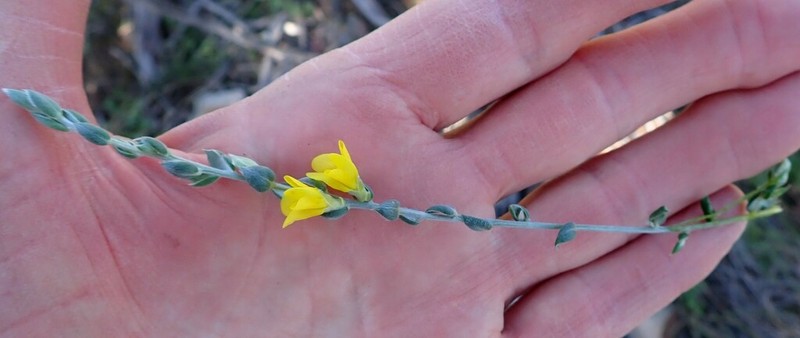 Amphithalea flava photo 5