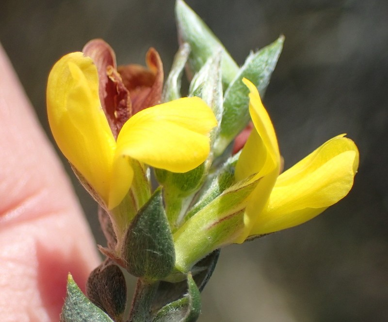Amphithalea flava photo 6