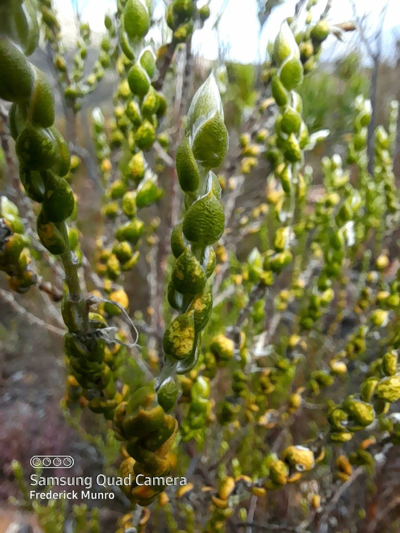 Amphithalea flava photo 7
