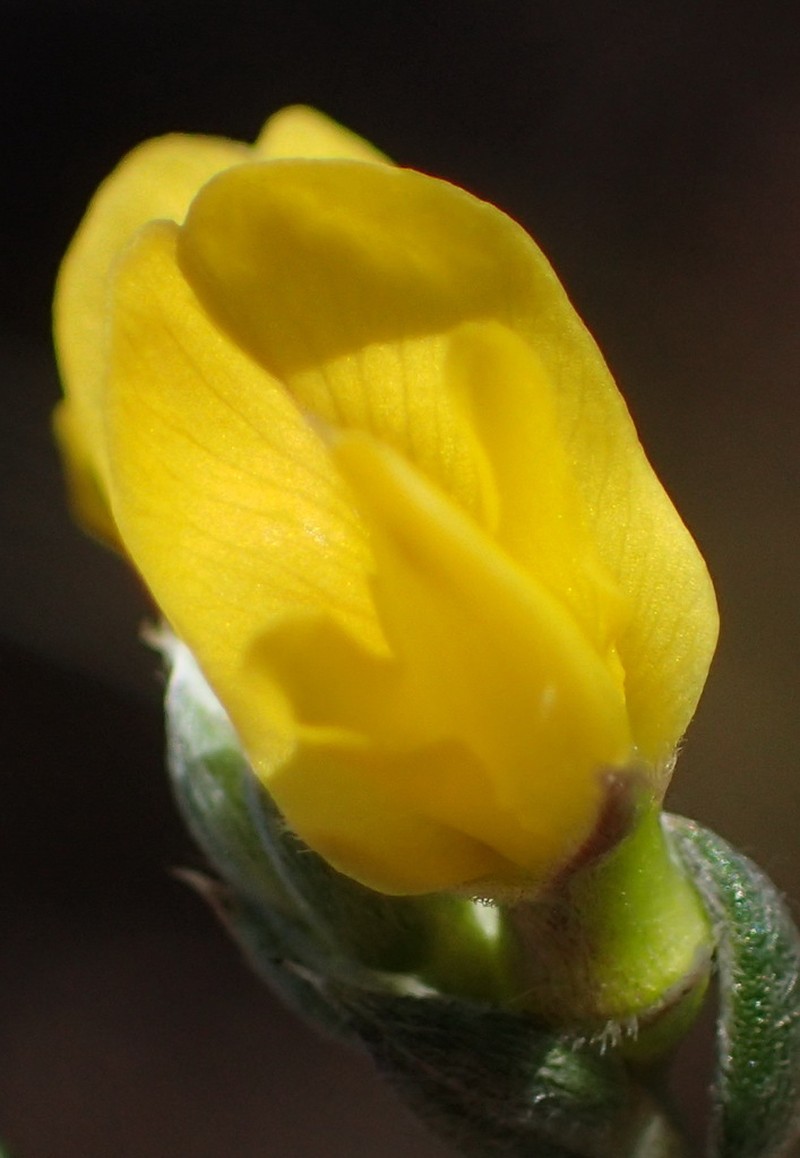 Amphithalea flava photo 8