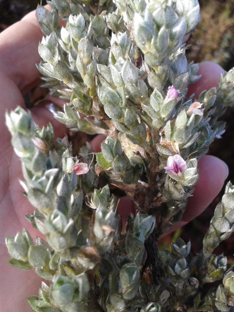 Amphithalea fourcadei
