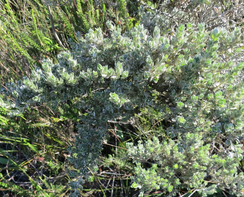 Amphithalea fourcadei photo 2