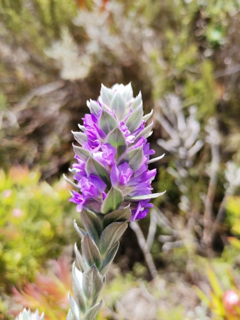 Amphithalea imbricata photo 2