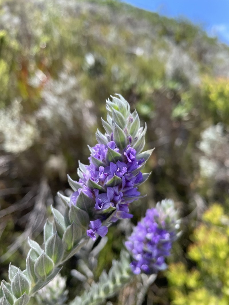 Amphithalea imbricata photo 3