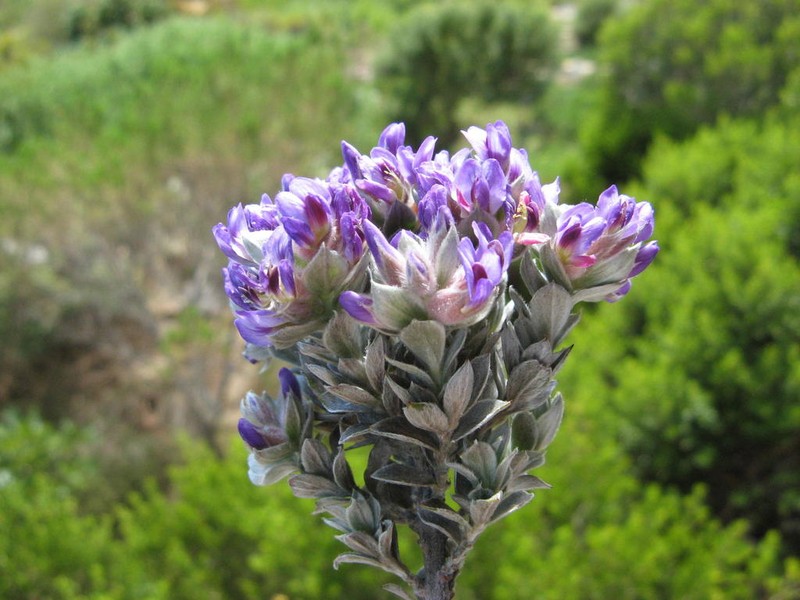 Amphithalea imbricata photo 4