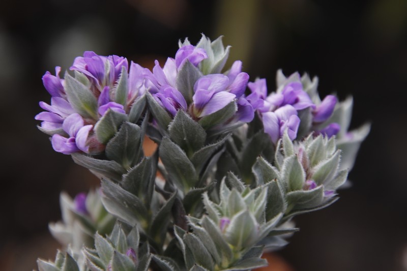 Amphithalea imbricata photo 5