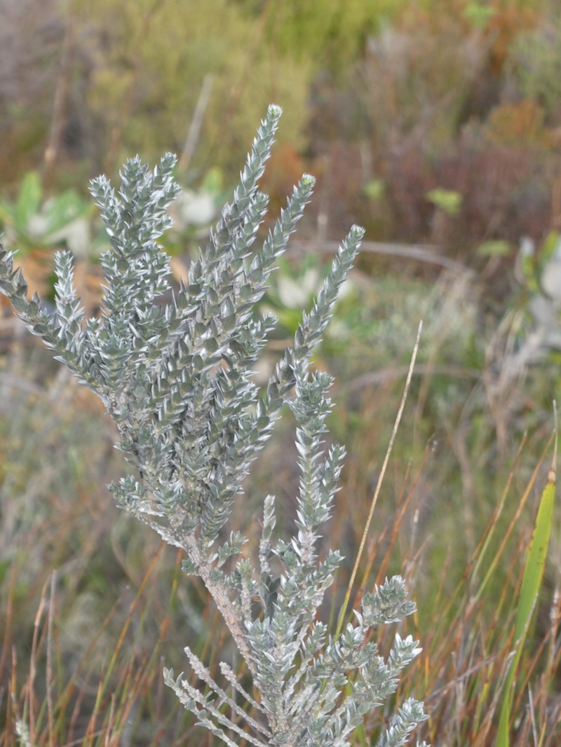 Amphithalea imbricata photo 6