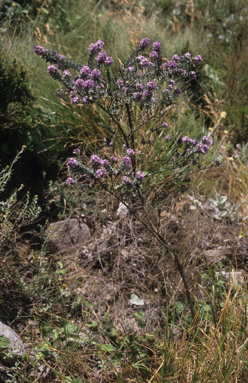 Amphithalea imbricata photo 7