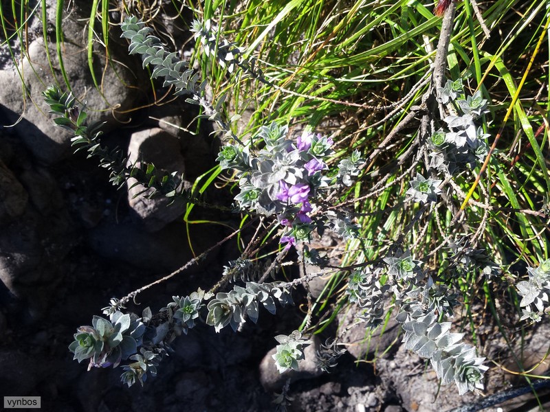 Amphithalea imbricata photo 8