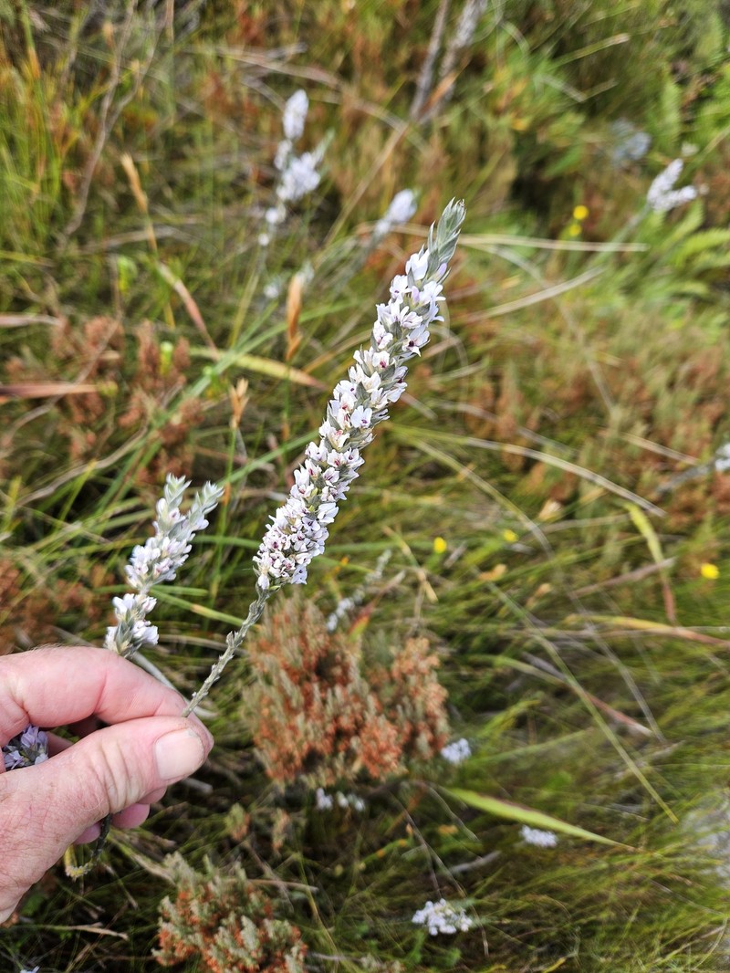 Amphithalea intermedia photo 2