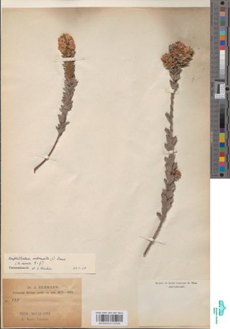 Amphithalea intermedia photo 3