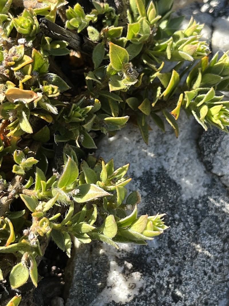 Amphithalea micrantha
