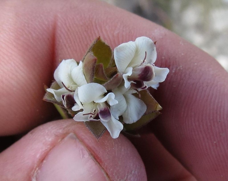 Amphithalea micrantha photo 2